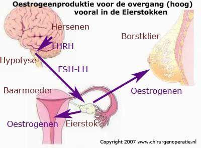 1.4 Werking hormonale therapie Hormonale therapie is een behandeling waarbij u een medicijn (meestal in tabletvorm) krijgt die de werking van de natuurlijke oestrogenen blokkeert.