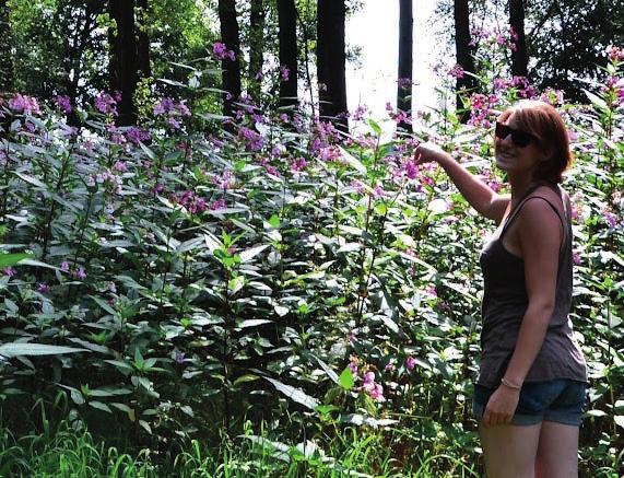 Hieronder volgen een aantal soorten die in Nederland worden bestreden. Reuzenberenklauw De plant kan wel 4 meter hoog worden (gewone berenklauw wordt 2 meter).