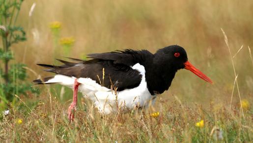 Scholeksters houden van van mosselen en kokkels. Het zijn heel sterke vogels. Het zijn de enige steltlopers die een dikke kokkel kunnen openbreken. kievit Kieviten roepen hun eigen naam.