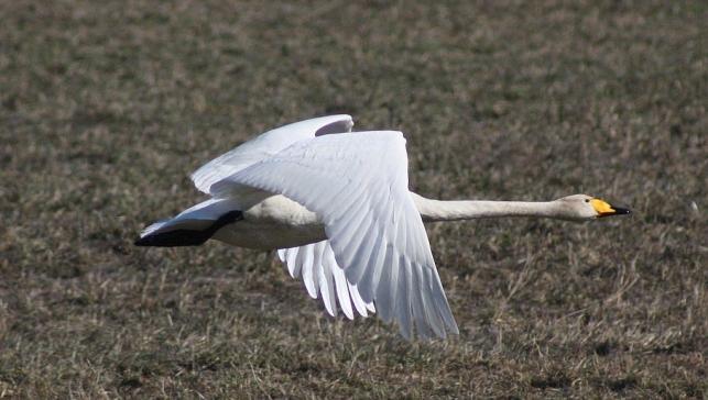 wilde zwaan Het onderscheid met de even grote knobbelzwaan is dat de wilde zwaan een zwarte snavel heeft met een grote gele vlek aan de basis.