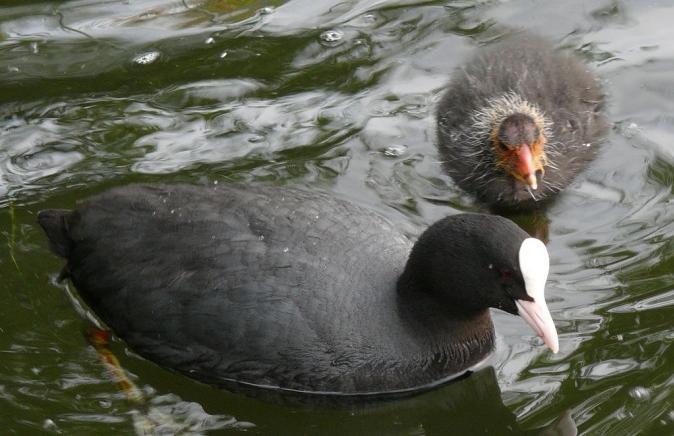 Door die vreemde snavel kun je slobeenden ook gemakkelijk herkennen. meerkoet De meerkoet duikt veel, met name bij het zoeken naar waterplanten.