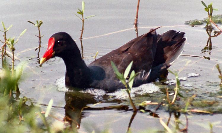 waterhoen Waterhoentjes maken meestal hun nesten tussen het riet, of andere dichte oeverplanten, maar soms ook hogerop in struiken of bomen die over het