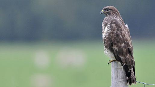 Met hun lange poten kunnen ze die daarna makkelijk uit het water graaien. Ze broeden ook op de Waddeneilanden, maar als het winter wordt trekken ze naar Zuid-Europa en Afrika.