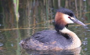 Meestal één broedsel, soms tweede als jongen eerste nest 6-7 weken oud zijn. Broedduur: 25-29 dagen. Nest op platform in water, gefixeerd aan begroeiing of tak, bij voorkeur goed verborgen in riet.