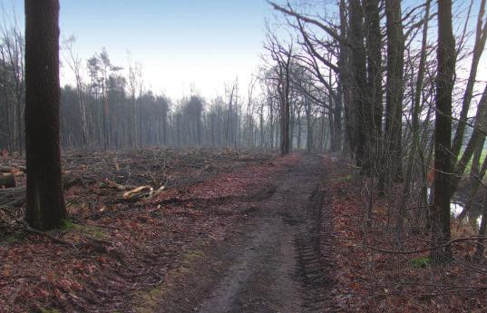 Dat beheerplan werd opgesteld door een werkgroep van lokale belanghebbenden, in overleg met het Agentschap voor Natuur en Bos (ANB). De komende jaren worden er nog meer stukken bos omgevormd.