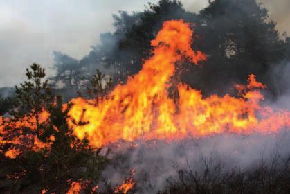 In Nederland komen natuurbranden regelmatig voor. Meestal betreft het kleine natuurbranden, maar zo nu en dan hebben we ook te maken met grotere en onbeheersbare natuurbranden.