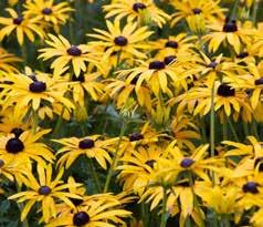 Rosenschleier Zonnekruid Helenium