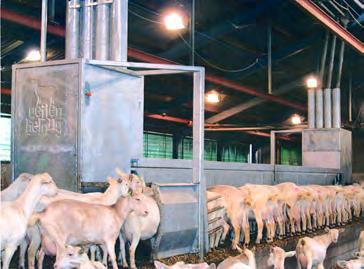 Voor- en nadelen Voordelen: De geiten zijn bekend met het systeem, mits ze ook gemolken worden in een carrousel; Besparing van 15 % aan voerkosten door specifiek voeren (Rijnvallei, 2009).