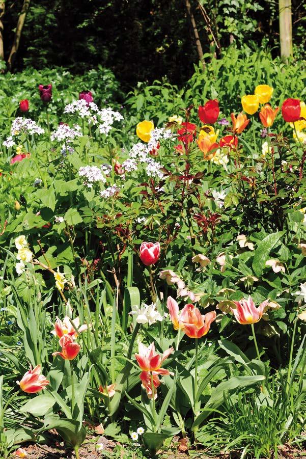 De prachtige tulpen springen uit de tuin van Wim (74) en Ineke (69) Grootenhuis. De kleurige bloemen steken mooi af tussen het vele groen. Ik vind vooral de sfeer bijzonder aan onze tuin.