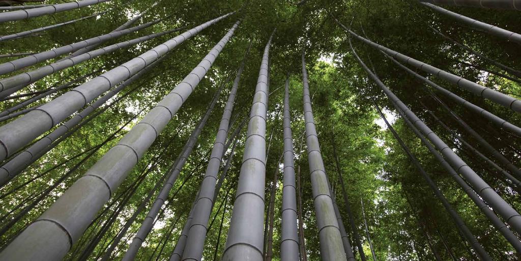 Moso bamboe het snel