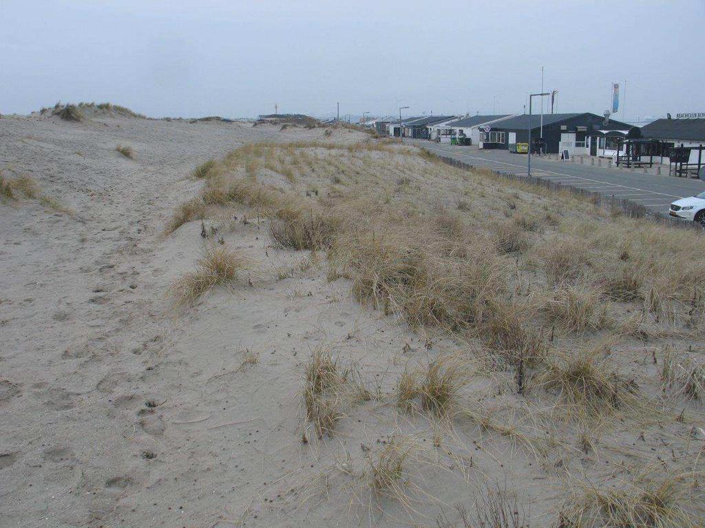 In het terreingedeelte waar maatregelen nodig zijn is op dit moment veel kaal zand/potentieel stuivend zand aanwezig (zie foto 1).