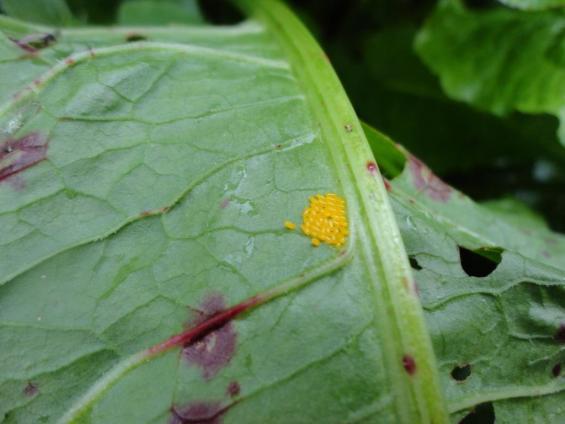 Gastrophysa viridula (eitjes) Sint-Jakobsvlinder Paddenstoel: