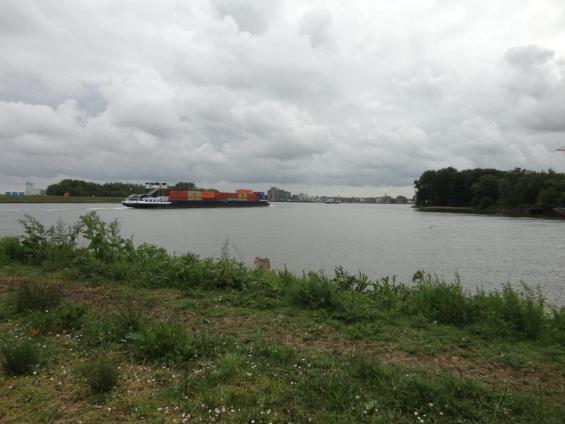 Slak: Barnsteenslak Grote engelwortel langs Rietbaan Plankier