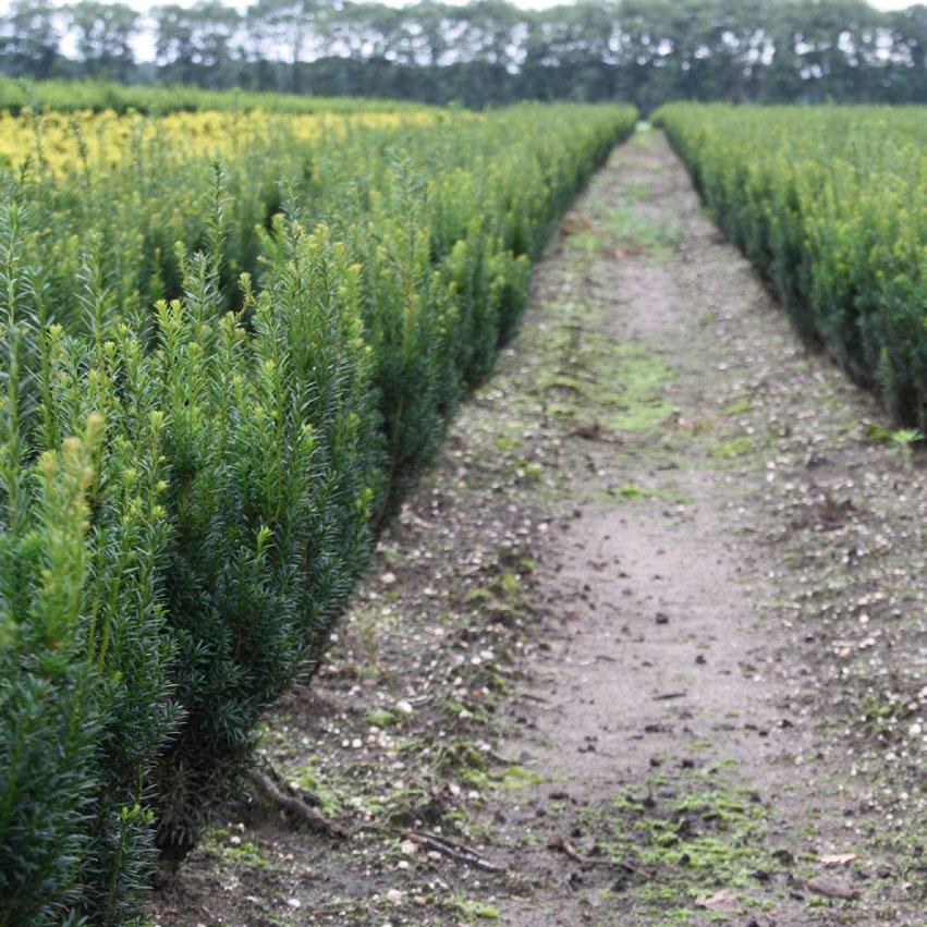 Taxus Taxus Taxus baccata 225-250 cm dr.