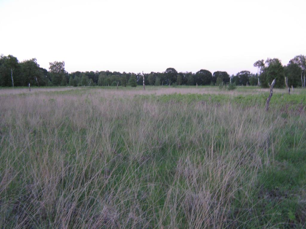 Er is een populatie veenmollen bekend in de omgeving van de Kalmthoutse Heide, niet ver over de grens in België.
