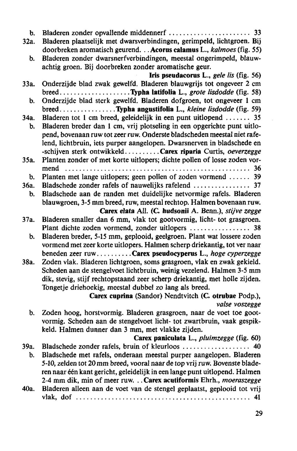 b. Bladeren zonder opvallende middennerf 33 32a. Bladeren plaatselijk met dwarsverbindingen, gerimpeld, lichtgroen. Bij doorbreken aromatisch geurend...acoruscalamusl., kalmoes (fig.55) b.