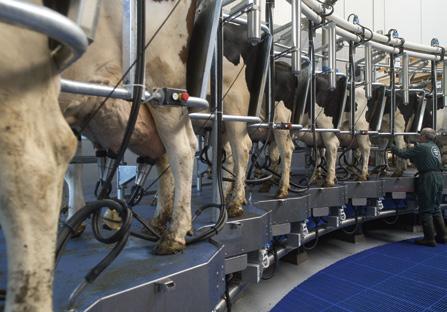 Foto: Twan Wiermans Gevolgen van prijsschommelingen in de melkveehouderij voor dierenwelzijn Het afschaffen van het quotasysteem in de melkveehouderij op 1 april 2015 was voor de RDA aanleiding om te