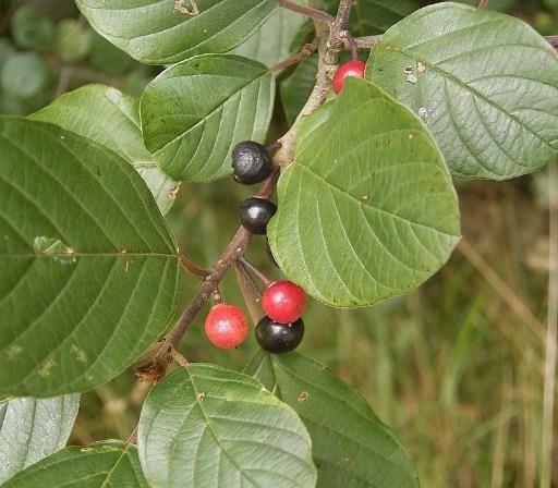 STREEKEIGEN PLANTENSOORTEN Sporkehout Frangula alnus Tot 7 meter weinig vertakt Eerder