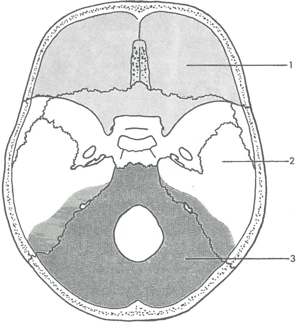 Hoofdstuk 2 ANATOMIE Om het ontstaan van een rhinorrhoe te kunnen verklaren is een goede kennis nodig van de anatomie van de voorste en middelste schedelgroeve, de paranasale sinus en de basale