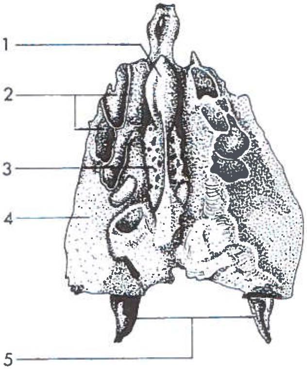 2.3.4. Cellulae ethmoidales Deze vormen het laterale gedeelte van het os ethmoidale (figuur 6)