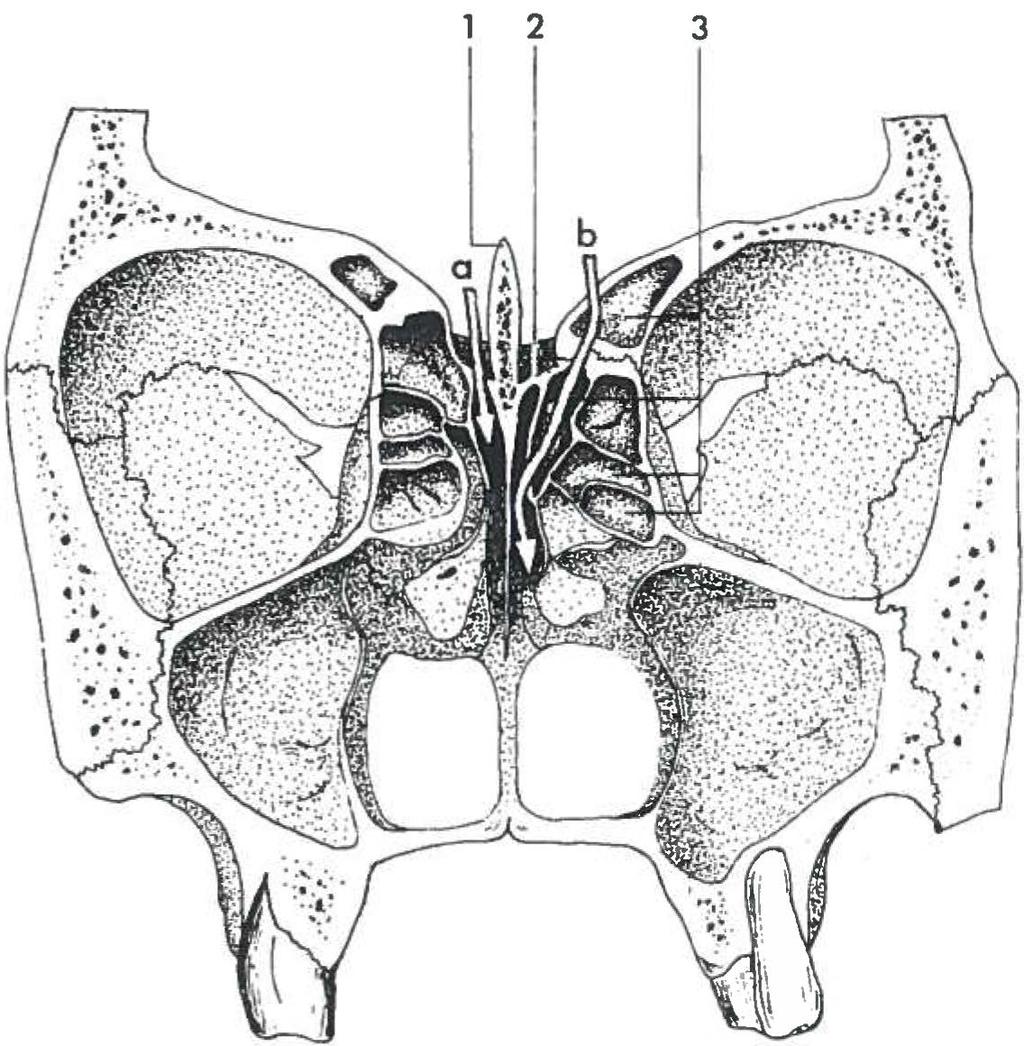 rior en de concha nasalis media. Dit zijn respectievelijk de bovenen ondergrens van de meatus nasi superior. De cellulae ethmoidales hebben twee openingen naar de neusholte.