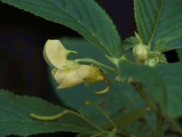 Bont springzaad - Impatiens edgeworthii 2015 voor het