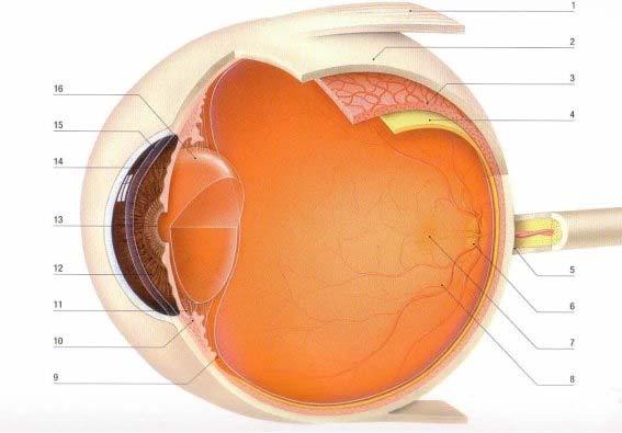 Onderzoek zintuigen Het oog 1. Oogspier Hiermee beweeg je je ogen, iedereen heeft zes oogspieren. 2. Harde oogrok De harde oogrok zorgt voor de stevigheid van je oog, tevens beschermt het het oog ook.