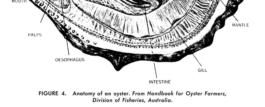 2 SYSTEMATIEK/TAXONOMIE De Japanse oester behoort tot de tweekleppige schelpdieren en de familie der Ostreoida. 1.