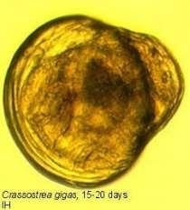 De bevruchte eicel ontwikkelt zich in een dag tot larve. Settelen vind 15 tot 30 dagen na de bevruchting plaats (Reise, 1998). De larven kunnen grote afstanden afleggen (Shatkin et al., 1997).