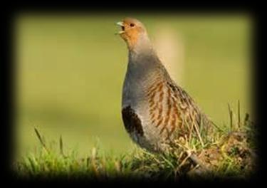 Om te voorkomen dat de vogel helemaal uit Nederland verdwijnt, riepen Vogelbescherming Nederland en Sovon Vogelonderzoek Nederland 2013 uit tot het Jaar van de Patrijs.