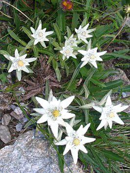 1.3 Flora en Fauna In de Alpen groeien veel planten en bloemen, zowel in de dalen als op de hoge alpenweiden.