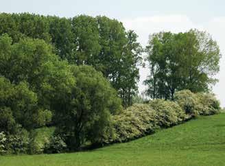 Kies voor streekeigen planten met boomplantactie RLVA Vanaf september 2017