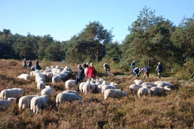 4. Organisatie, communicatie en planning 4.1 Organisatie (werkgroep -> stichting) De werkgroep VLU (wvlu) is en blijft een gezamenlijke werkgroep van IVN en Vogelwacht.