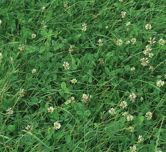 dag en nacht voldoende goed gras beschikbaar hebben, een grasopname van 15 tot 16 kg DS verwachten.