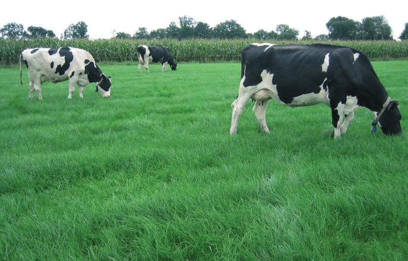 Omweiden Bij omweiden wordt de beschikbare weideoppervlakte ingedeeld in een aantal percelen, zodat om de 2 tot 4 dagen een perceel met jong gras ter beschikking van het vee kan worden gesteld.