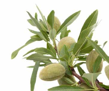 PURE Zoete amandelolie Prunus Dulcis Deze moisturiser boordevol vitaminen helpt bij het herstellen en verzorgen van haar en huid en wordt langzamer door de huid opgenomen.