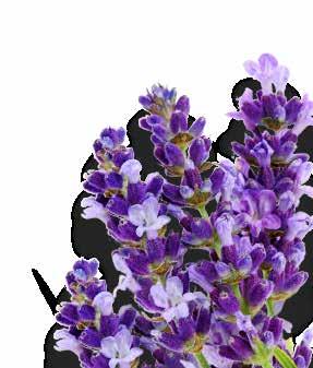 PURE Lavendel Lavandula Angustifolia Lavendel is één van de meest veelzijdige essentiële oliën.