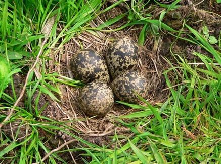 Bescherming nesten vogels Wnb verbiedt net als Ffw opzettelijk vernielen, beschadigen en wegnemen van nesten, rustplaatsen (en eieren) van vogels (art. 3.1 lid 2). Verstoren verboden op grond van art.