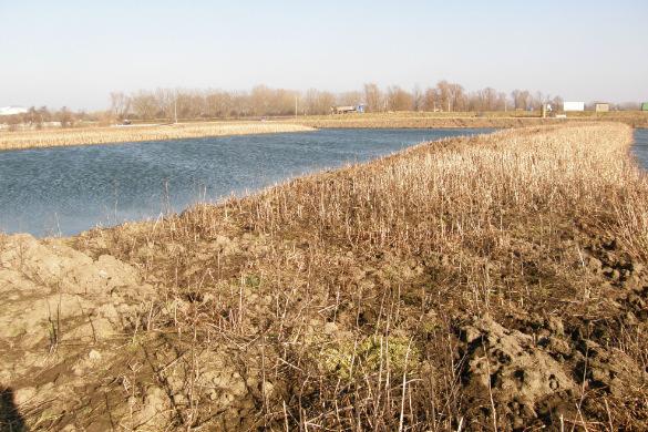 De bassins zullen later mogelijk gebruikt gaan worden als bezinkbakken voor spoelwater uit de suikerfabriek. Voor zover ons bekend is hiervoor geen toetsing aan de Flora- en faunawet uitgevoerd.