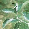 appel meeldauw (echte) Podosphaera leucotricha schimmel die op knoppen overwintert Ernst van de ziekte of plaag: 5 Vooral jonge scheuten en bladeren zijn bedekt met een wit schimmelpoeder dat later
