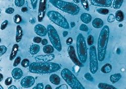 Deskundigen gaan ervan uit dat denitrificerende bacteriën alomtegenwoordig zijn
