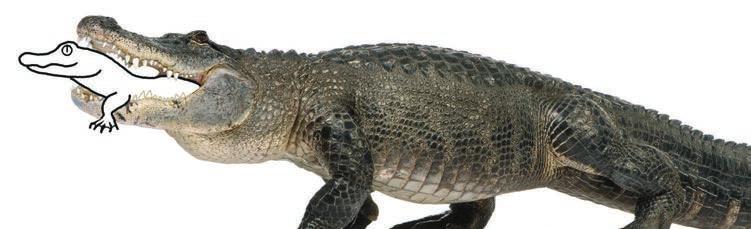 Ja, de mississippi-alligator is een grote griezel. Dat valt niet te ontkennen.