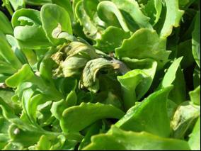 1 Inleiding In het gewas Sedum kan de schimmel Phoma telephii veel schade aanrichten.