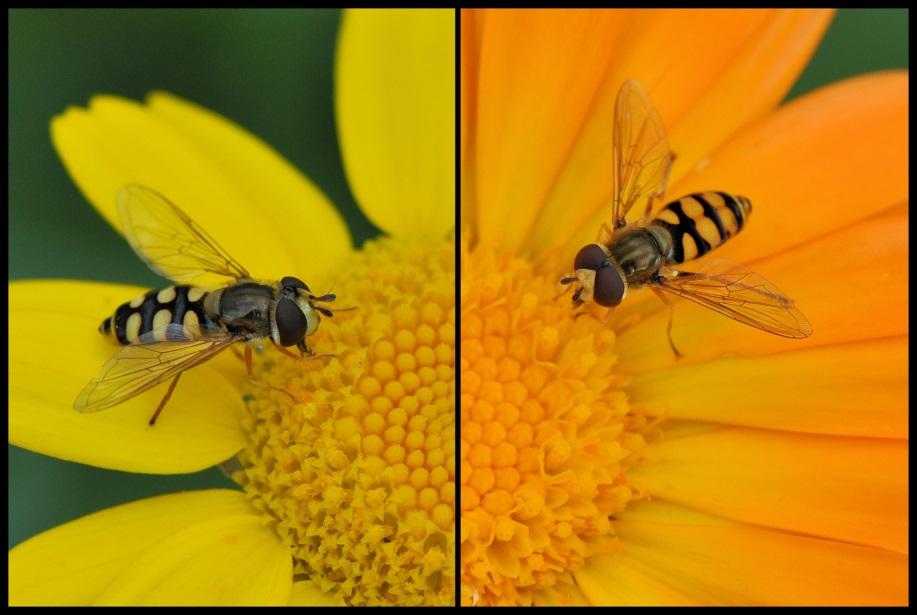 De dinsdag is mijn fotodag op De Wiershoeck- Kinderwerktuin en dus ging ik zo als gebruikelijk weer op zoek naar interessante onderwerpen.