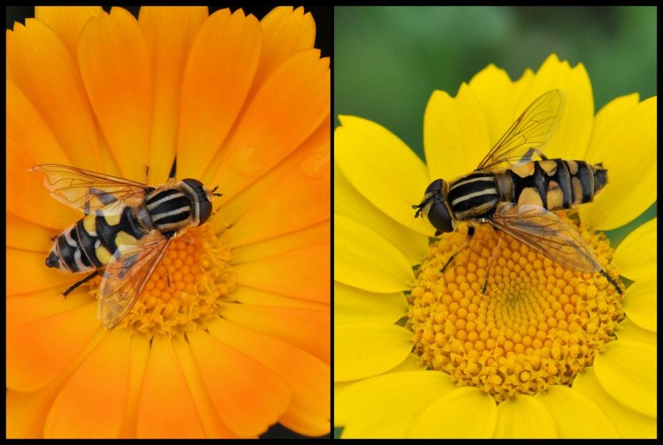 Het gezicht heeft een gele middenstreep. De vlieg leeft van de nectar van bloemen. Lengte: 14-18 mm. April - oktober. De gewone pendelvlieg is een van de meest voorkomende zweefvliegen in de tuin.
