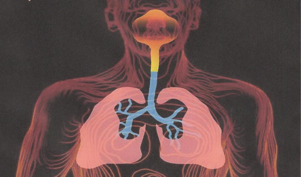 Stofdeeltjes Inhaleerbaar en inadembaar stof inhaleerbaar : 10 tot 100 mµ (wordt tegengehouden in