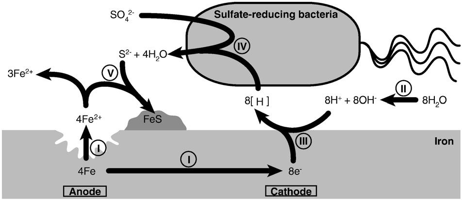 Figuur 3: Schematische voorstelling van ijzercorrosie onder anaerobe omstandigheden door SRB via CMIC (Mori et al., 2010).