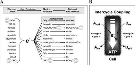 Figuur 6: Mogelijke elektrondonors en elektronacceptoren van acetogene bacteriën (Drake et al., 2008).