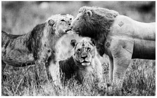 Tsavo-leeuwen zijn gemiddeld groter en sterker dan leeuwen in Serengeti. Sommige biologen geven hiervoor een evolutionaire verklaring.