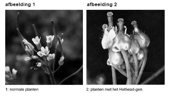 Genen van opa en oma Soms omzeilt de natuur de klassieke erfelijkheidswetten van Mendel.